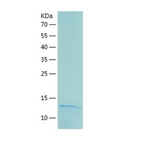 Recombinant Human CXCL7.png