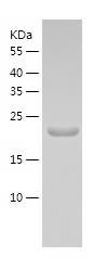 Recombinant Human DR1.jpg