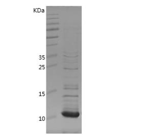 Recombinant Bovine Uter.png