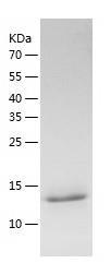 Recombinant Human DYNLT3.jpg