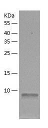 Recombinant Human ERH.jpg