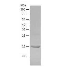 Recombinant Human FABP1.png