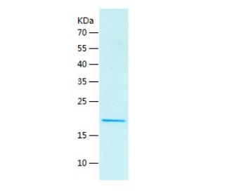 Recombinant Human FGF10.png