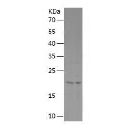 Recombinant Human FGF12.png