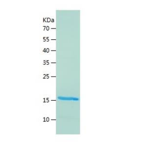 Recombinant Human FGF4.png