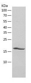 Recombinant Human FGF6.jpg