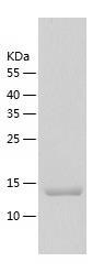 Recombinant Human GAGE12F.jpg