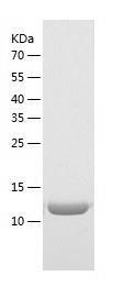 Recombinant Human GATC.jpg