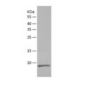 Recombinant Human GDF11.png
