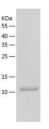 Recombinant Human GDF6.jpg