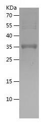 Recombinant Human GDF7.jpg