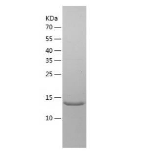 Recombinant Human GDNF.png