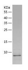 Recombinant Human GNG11.jpg