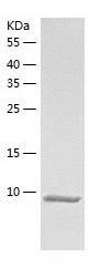 Recombinant Human GNGT1.jpg