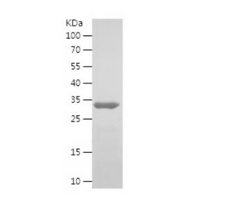 Recombinant Human HDGF.png