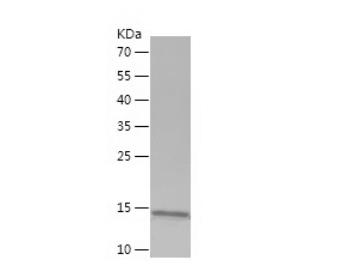 Recombinant Human HMGA2.png