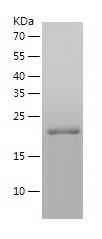 Recombinant Human HSPB2.jpg