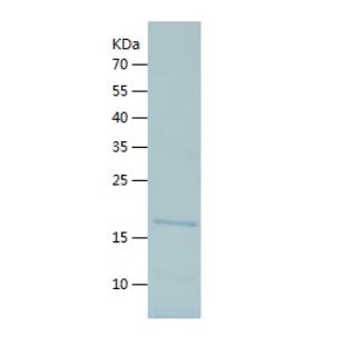 Recombinant Human Id1.png