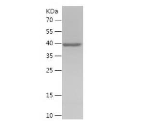 Recombinant Human IFNA13.png