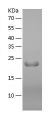 Recombinant Human IFNW1.jpg