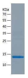 Recombinant Human IL-16.jpg