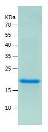 Recombinant Human IL-17A.jpg