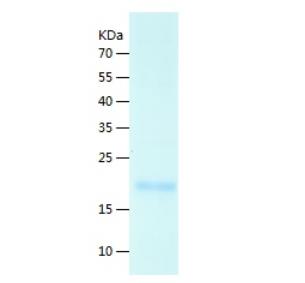 Recombinant Human IL-29.png