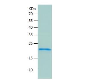 Recombinant Human IL-32.png