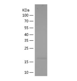 Recombinant Human IL36G.png
