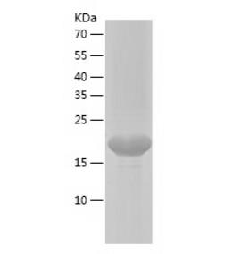 Recombinant Human LTA.png