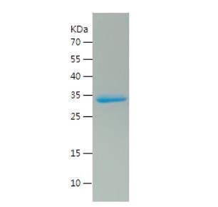 Recombinant Human MIF.png