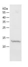 Recombinant Human MRPS28.jpg