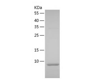 Recombinant Human MUC1.png