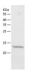 Recombinant Human MYL6.jpg