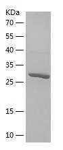Recombinant Human NEDD8.jpg