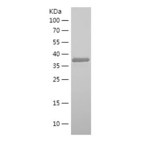 Recombinant Human NRG1.png