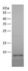 Recombinant Human PCP4L1.jpg
