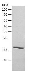 Recombinant Human PDAP1.jpg