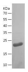 Recombinant Human PDCD4.jpg