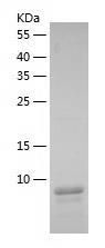 Recombinant Human PET117.jpg