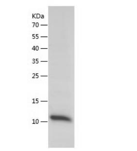 Recombinant Human PF4.png