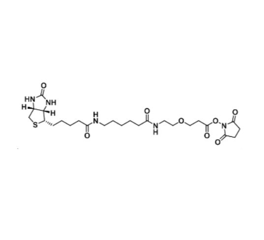 Biotin-LC-PEG1-NHS ester，生物素-LC-聚乙二醇1-NHS酯
