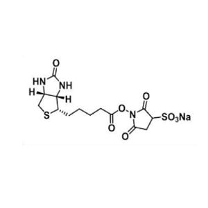 119616-38-5，Biotin-Sulfo-NHS ester，生物素-磺酸琥珀酰亚胺酯