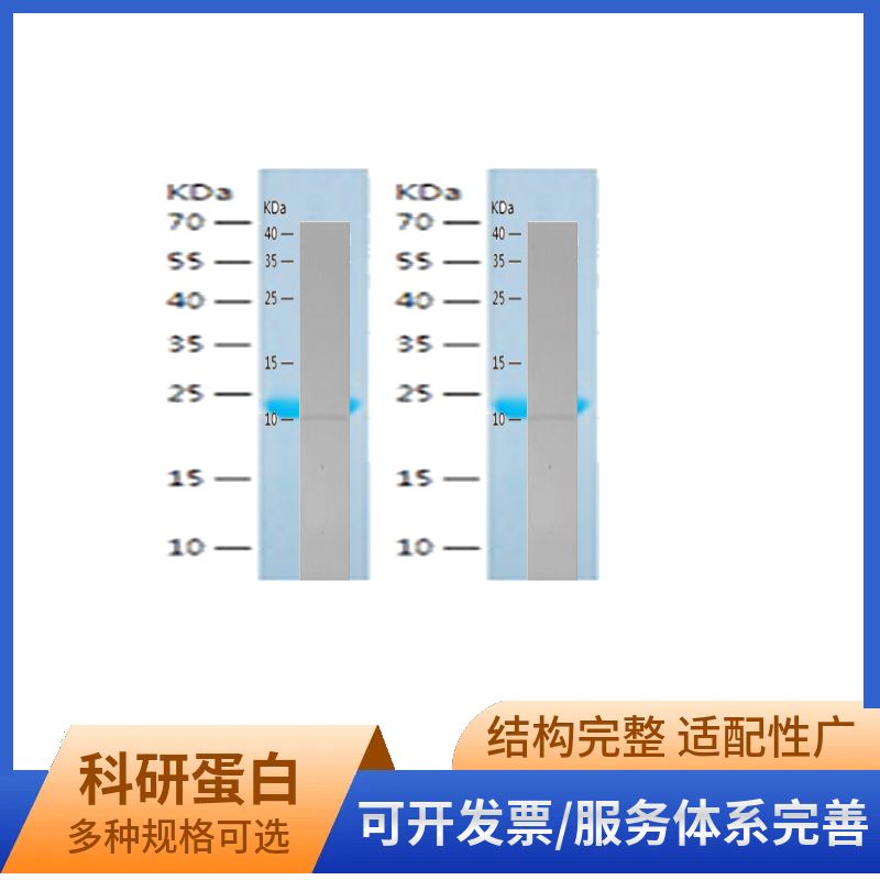 Recombinant Human SRP19