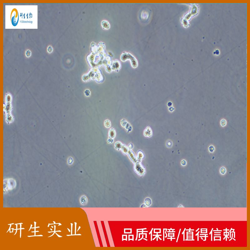 大鼠Ⅱ型肺泡上皮细胞