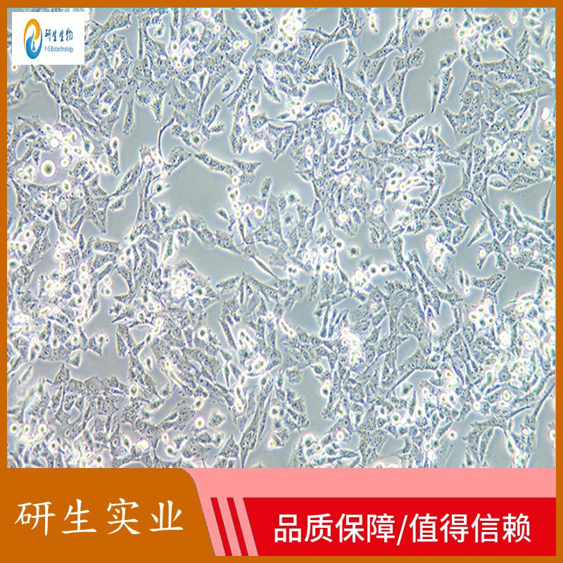 大鼠Ⅱ型肺泡上皮细胞