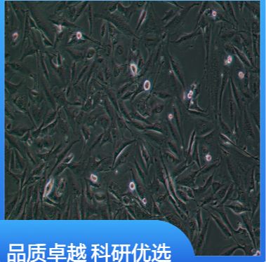 人类转移性黑色素瘤；A2058