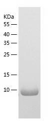 Recombinant Human PKIB.jpg