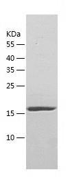 Recombinant Human Plexin A1.jpg