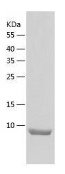Recombinant Human POLD4.jpg